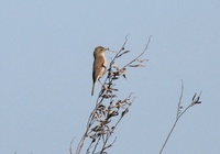 ヒメウタムシクイ Booted Warbler Hippolais caligata