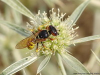 Philanthus triangulum - Bee Wolf