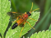 Tenthredo campestris