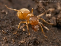 Lasius flavus - Yellow meadow ant