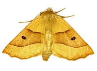 Crocallis elinguaria - Scalloped Oak