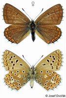 Polyommatus bellargus - Adonis Blue