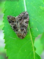 Hadena rivularis - The Campion