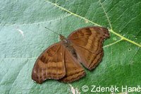 Junonia iphita