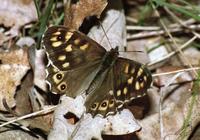 Pararge aegeria - Speckled Wood