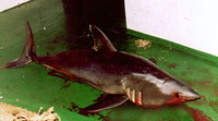 Lamna nasus, Porbeagle: fisheries, gamefish