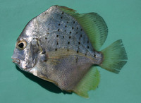 Drepane punctata, Spotted sicklefish: fisheries, aquarium
