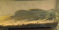 Synodontis punctifer, :