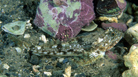 Icelus bicornis, Twohorn sculpin: