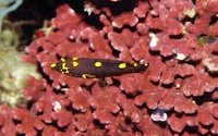 Bodianus mesothorax, Splitlevel hogfish: aquarium