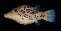 Canthigaster leoparda, Leopard sharpnose puffer: