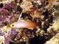 Nemateleotris magnifica, Fire goby: aquarium