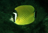 Chaetodon wiebeli, Hongkong butterflyfish: aquarium