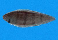 Symphurus chabanaudi, Chabanaud's tonguefish: fisheries