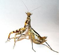 Parasphendale affinis