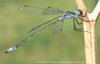 Lestes sponsa - Emerald Damselfly