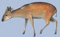 Image of: Cephalophus ogilbyi (Ogilby's duiker)