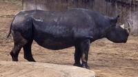 Image of: Diceros bicornis (black rhinoceros)