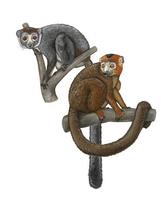 Image of: Eulemur coronatus (crowned lemur)