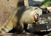 Image of: Nasua nasua (South American coati)