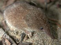 Image of: Sorex cinereus (cinereus shrew)