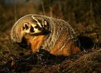 Image of: Taxidea taxus (American badger)