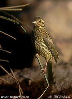 Emberiza cirlus - Cirl Bunting