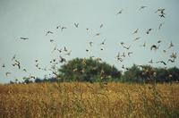 Passer montanus - Tree Sparrow