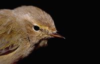 Phylloscopus collybita - Chiffchaff