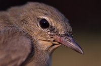 Sylvia borin - Garden Warbler