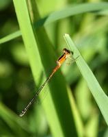 Image of: Coenagrionidae (narrow-winged damselflies)