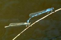 Image of: Zygoptera (damselflies)
