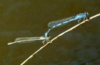 Image of: Zygoptera (damselflies)