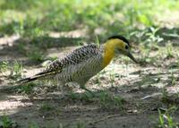 Image of: Colaptes campestris (Campo flicker)