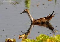 Image of: Hydrophasianus chirurgus (pheasant-tailed jacana)