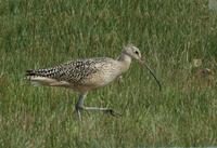 Image of: Numenius americanus (long-billed curlew)