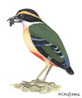 Image of: pitta angolensis (African pitta)