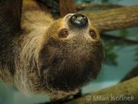 Choloepus didactylus - Southern Two-toed Sloth