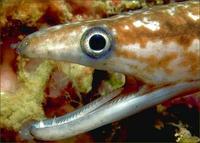 Image of: Gymnothorax (common morays)