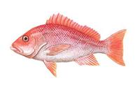 Image of: Lutjanus campechanus (northern red snapper)