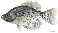 Image of: Pomoxis nigromaculatus (black crappie)