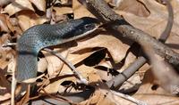 Image of: Coluber constrictor (blue racer)