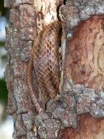 Image of: Elaphe obsoleta (rat snake)