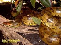 Image of: Eunectes murinus (green anaconda)