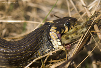 Natrix natrix - Grass Snake