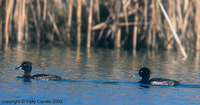 Tufted Duck - Aythya fuligula