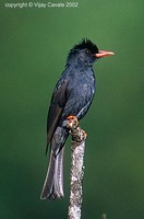 Black Bulbul - Hypsipetes leucocephalus