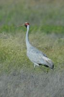 Brolga