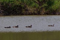 African Black Duck - Anas sparsa