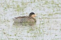 Silver Teal - Anas versicolor